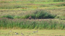 biesbosch 2022-09-06 176